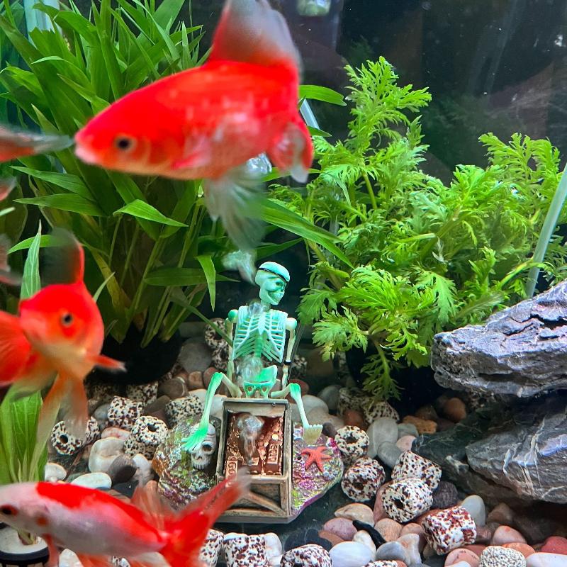 Marine Aquarium For Sale - Pompe à Air à bulles pour