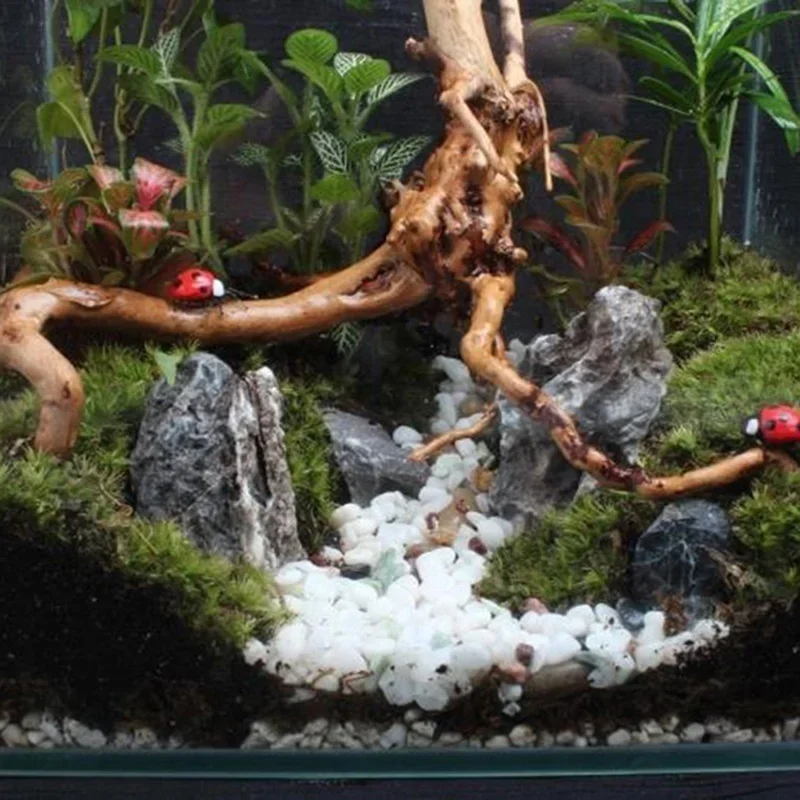 Tronc d'Arbre Naturel en Bois  - Marine Aquarium For Sale avis et prix